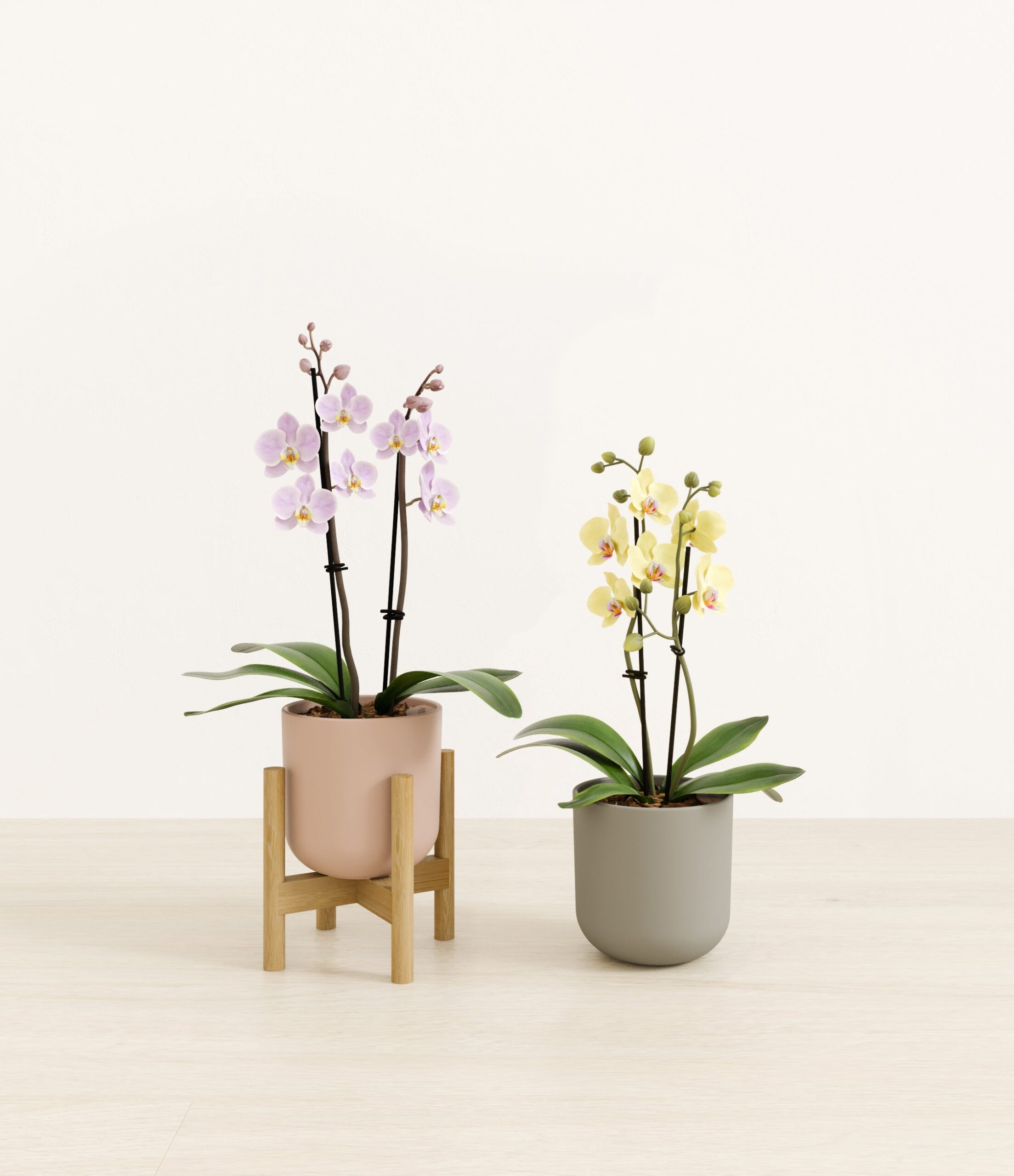643947_studio_Muted_Bloom_1_stands.jpg