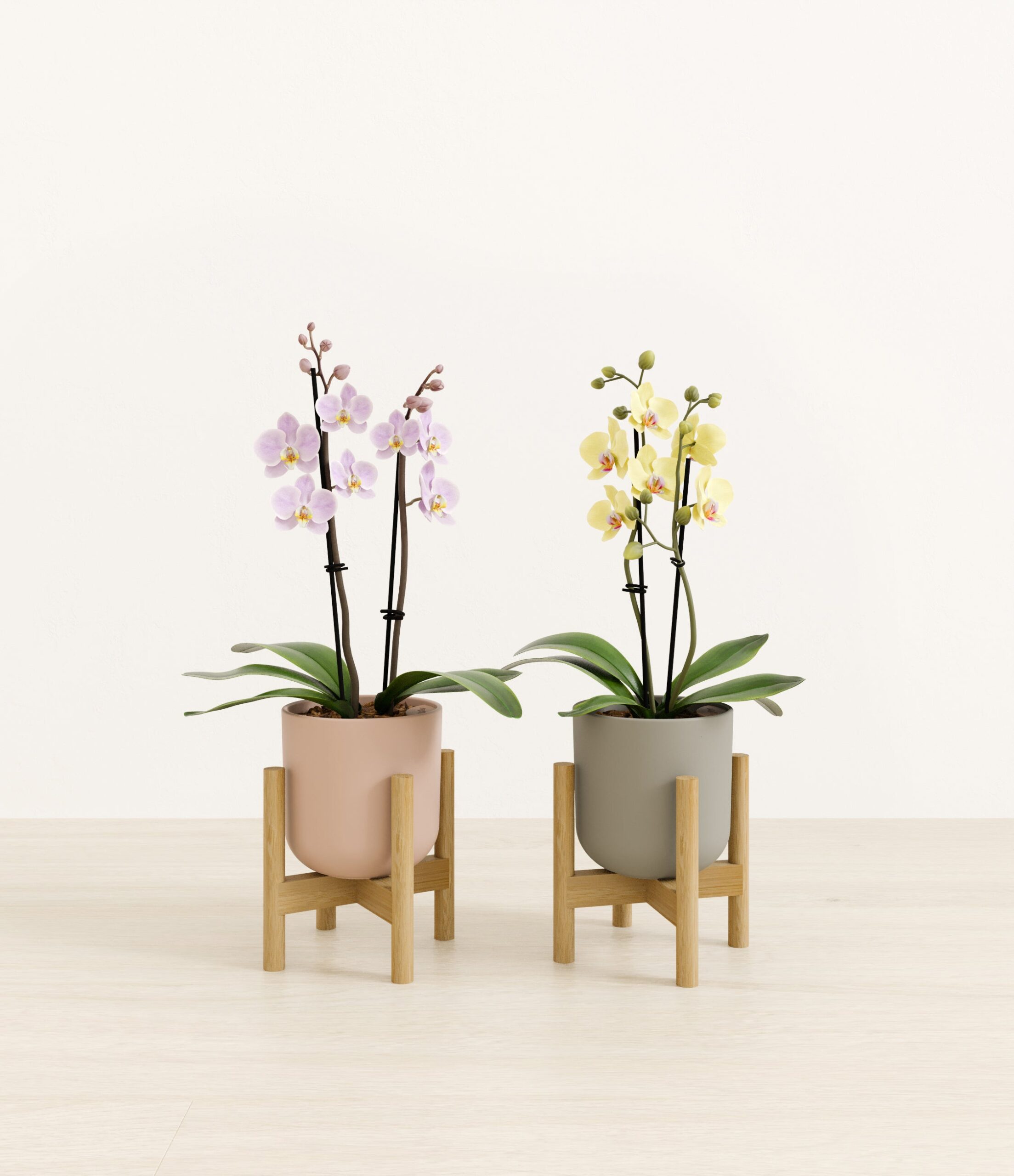 643947_studio_Muted_Bloom_2_stands.jpg