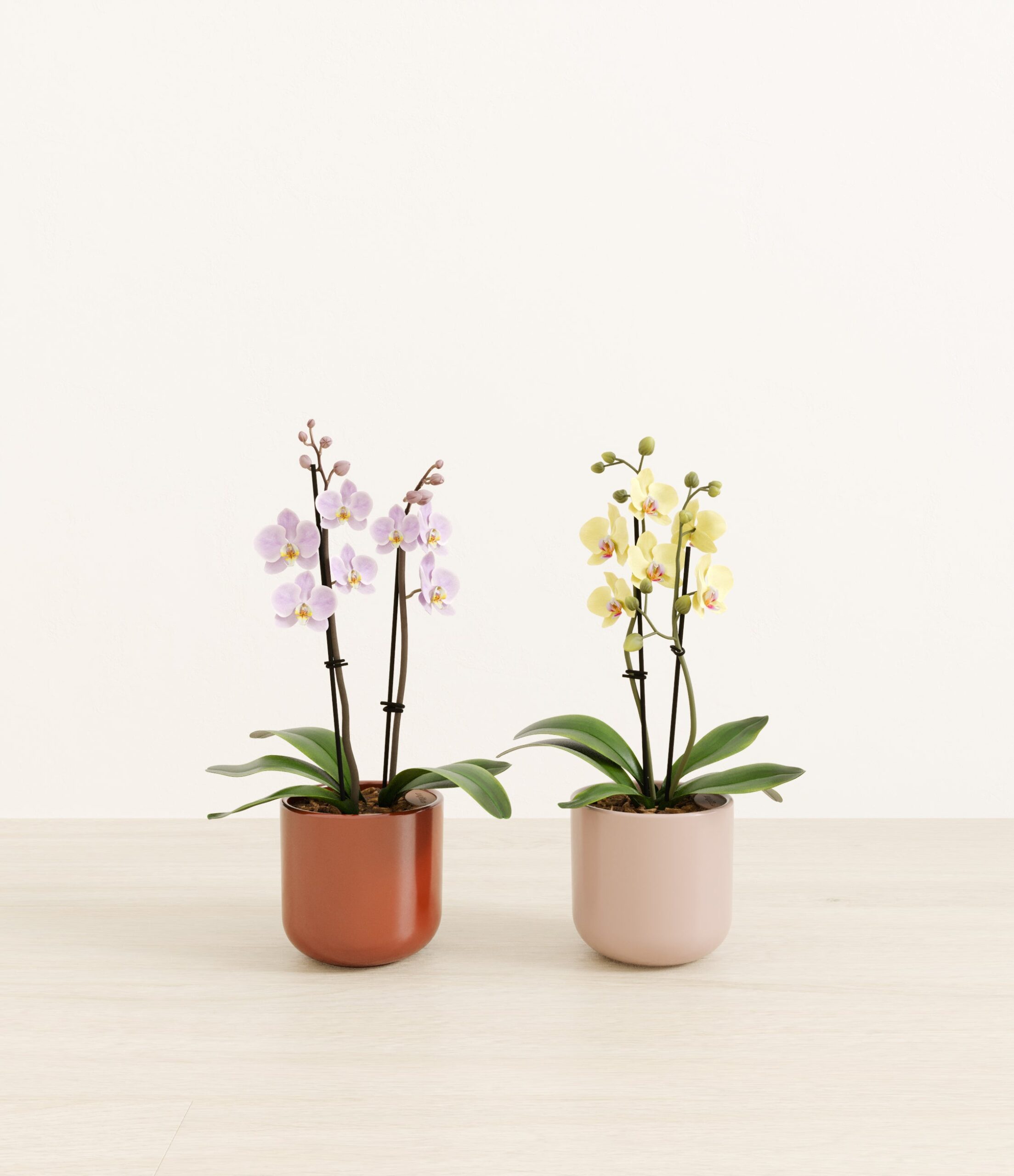 643947_studio_Terracotta_Glow_0_stands.jpg