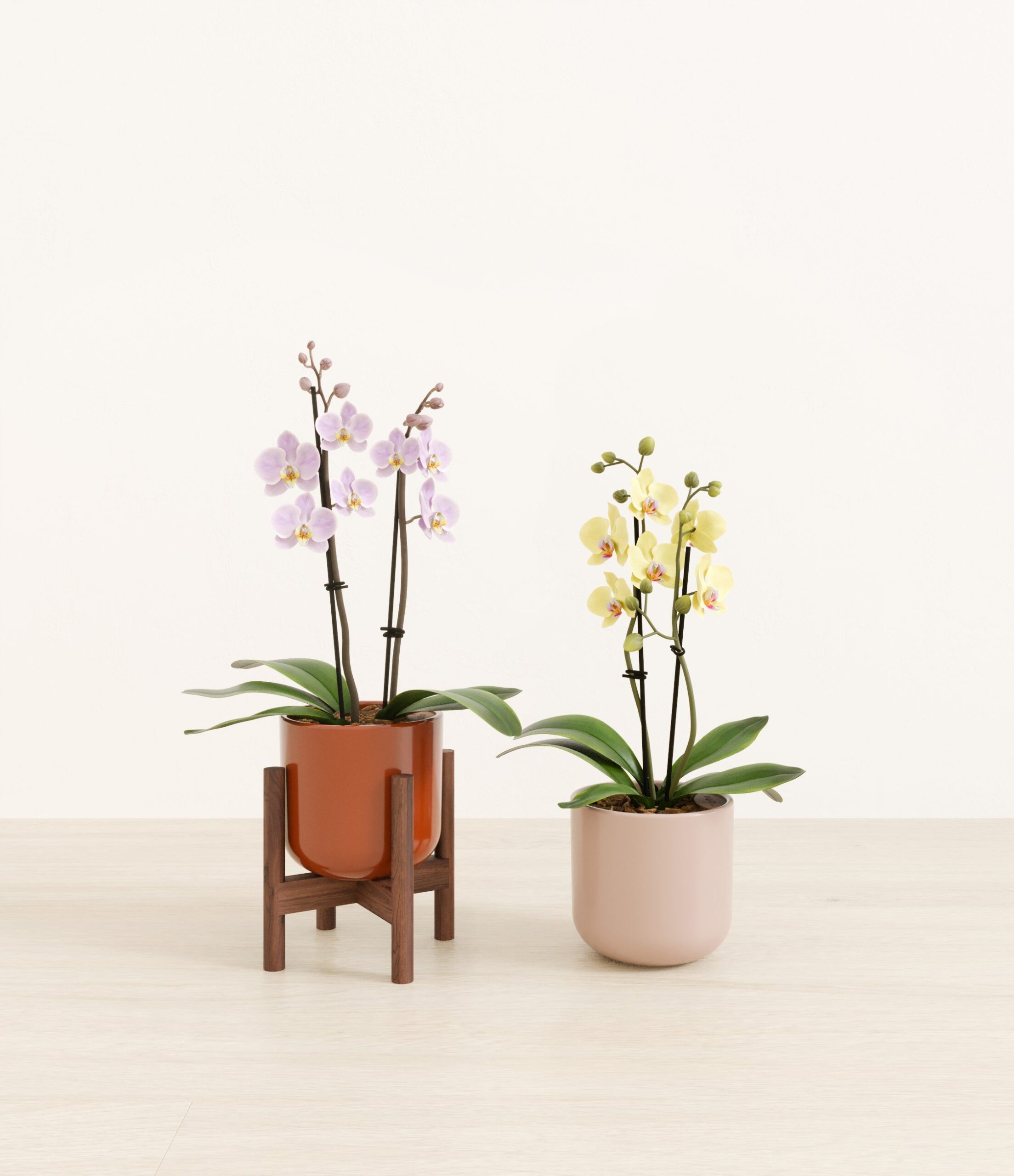 643947_studio_Terracotta_Glow_1_stands.jpg