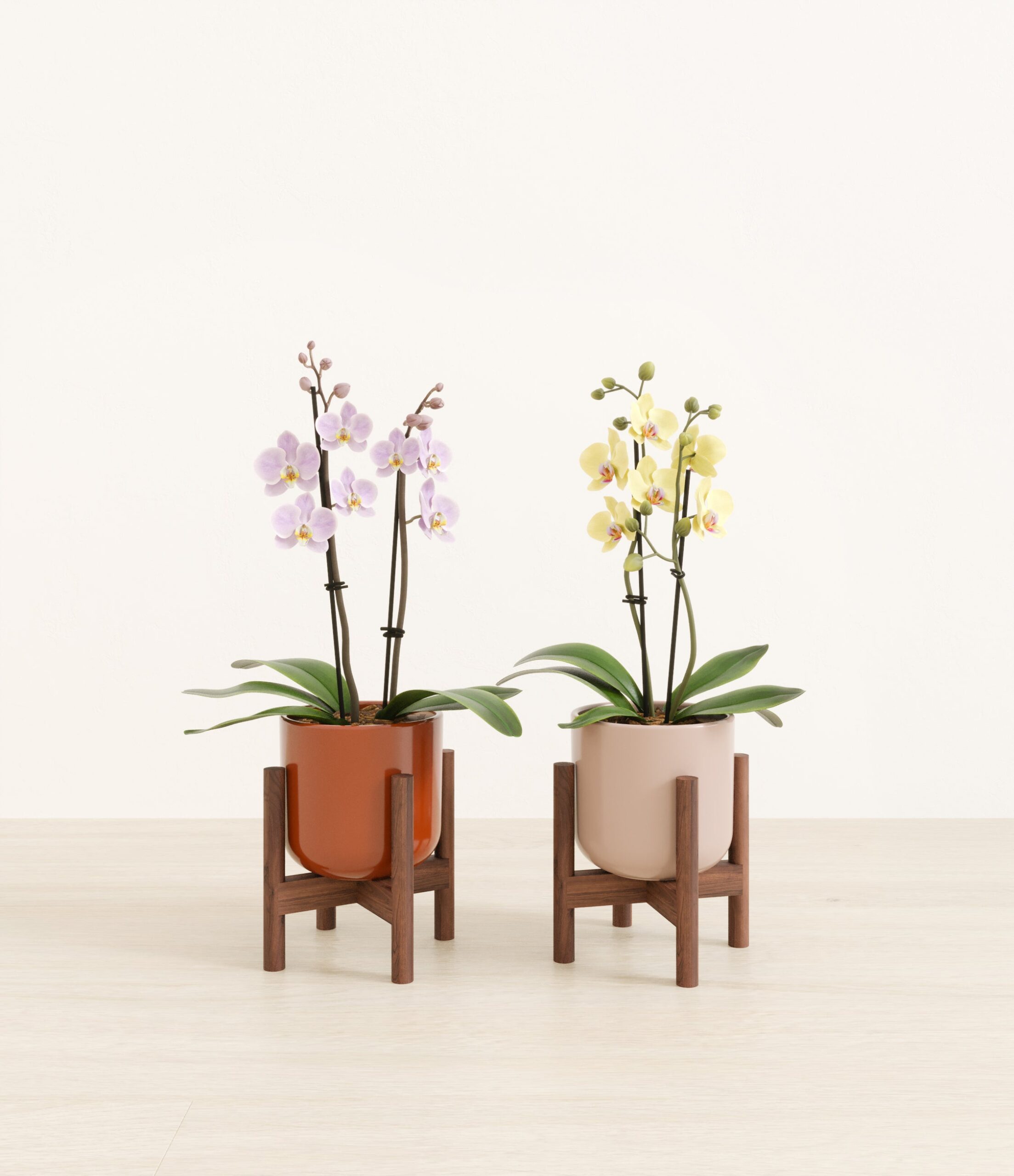 643947_studio_Terracotta_Glow_2_stands.jpg