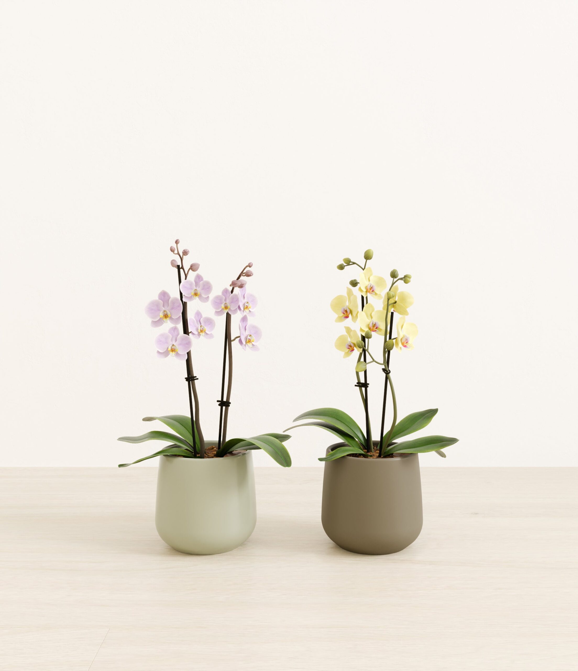 643947_studio_Woodland_Hues_0_stands.jpg