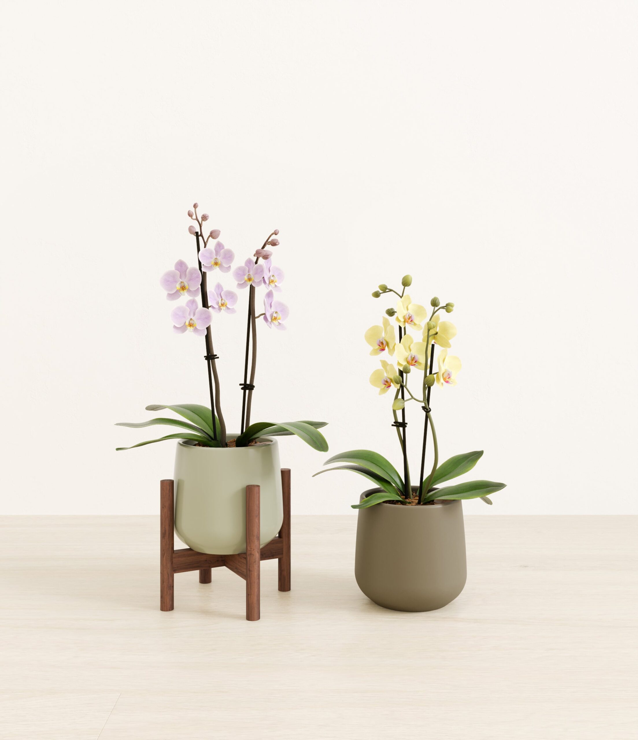 643947_studio_Woodland_Hues_1_stands.jpg