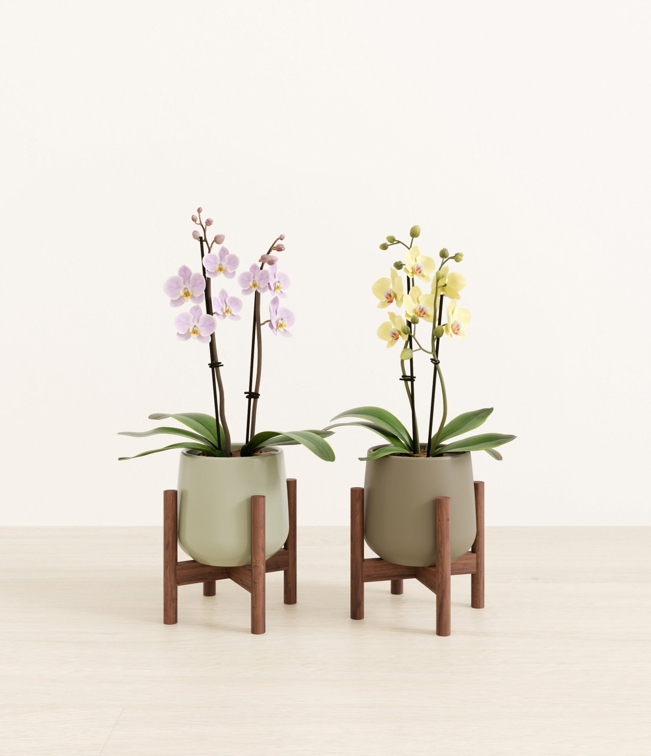 643947_studio_Woodland_Hues_2_stands.jpg