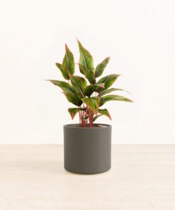 Aglaonema Siam - Medium Era