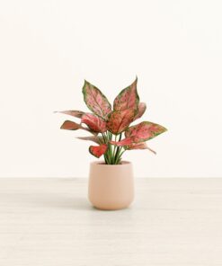 Aglaonema Beauty - Small Amber