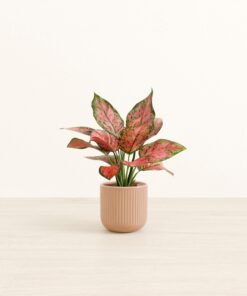 Aglaonema Beauty - Small Small Yoko