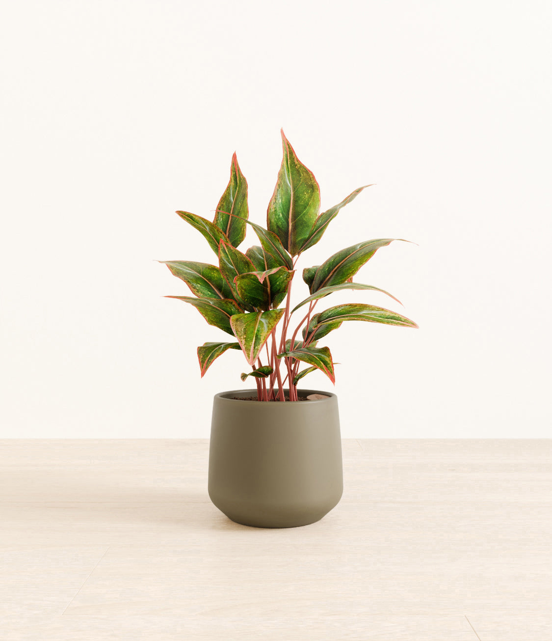 Aglaonema_Siam_amber_army_green.jpg