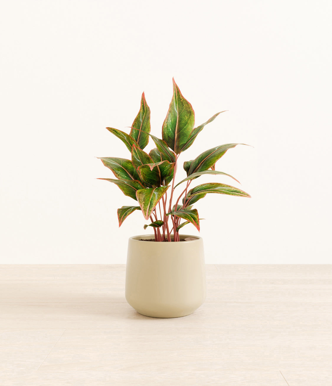 Aglaonema_Siam_amber_beige.jpg