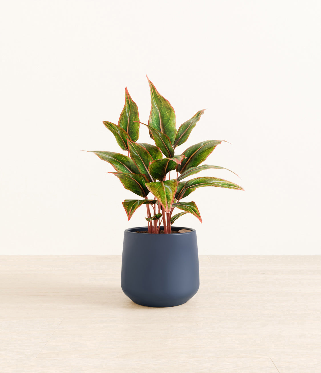 Aglaonema_Siam_amber_blue.jpg