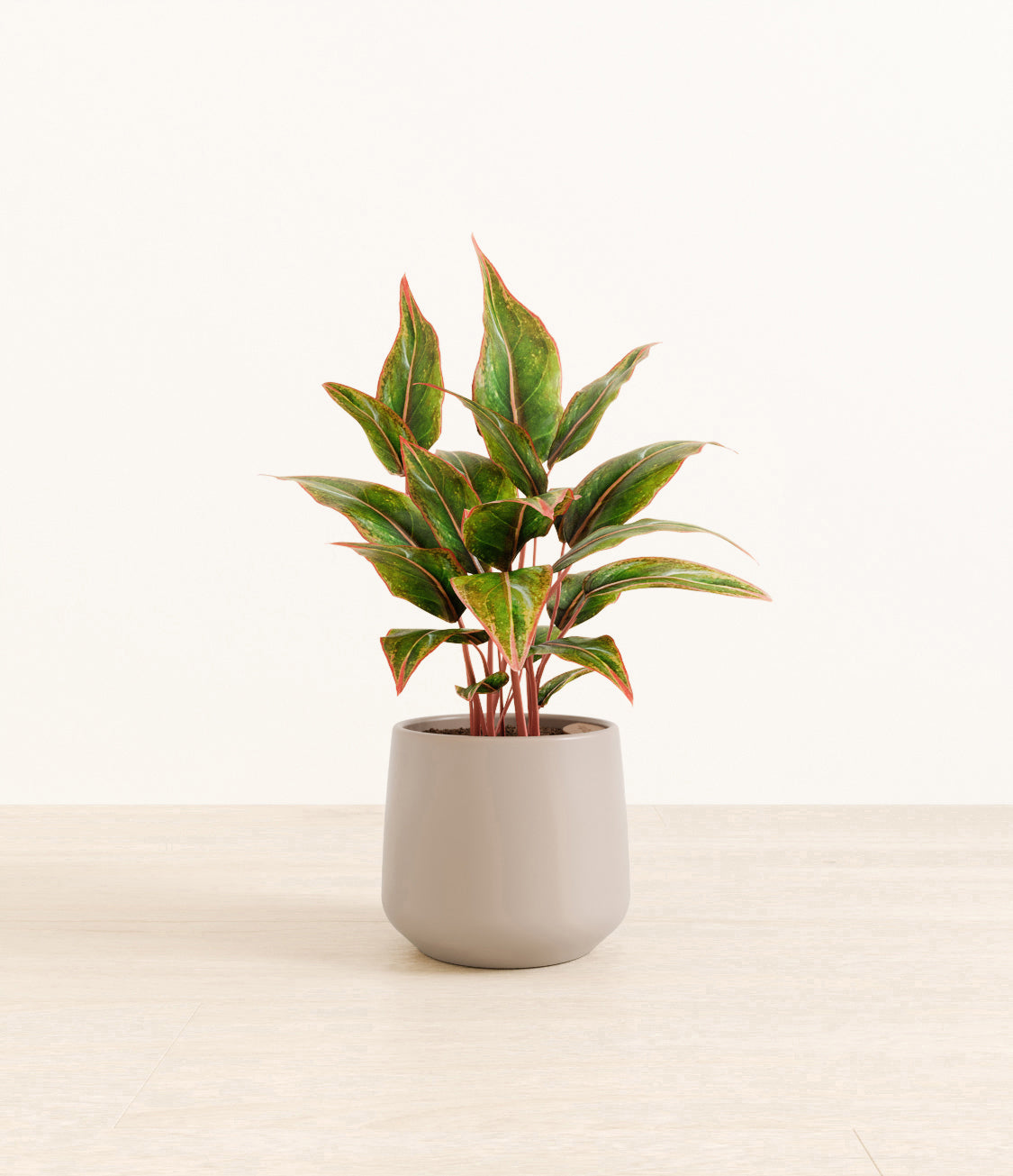 Aglaonema_Siam_amber_light_grey.jpg