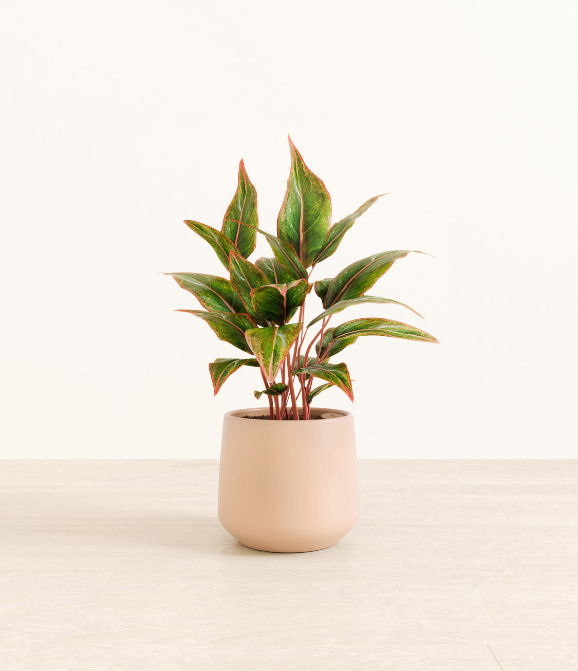 Aglaonema_Siam_amber_light_pink.jpg