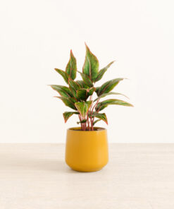Aglaonema Siam - Medium Amber