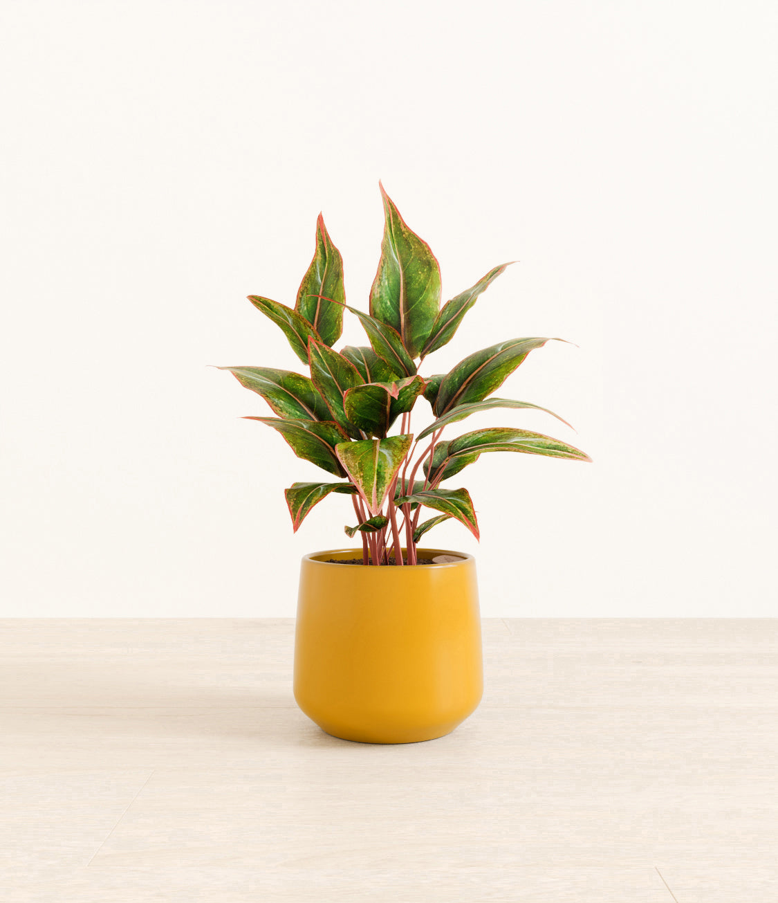 Aglaonema_Siam_amber_mustard_yellow.jpg