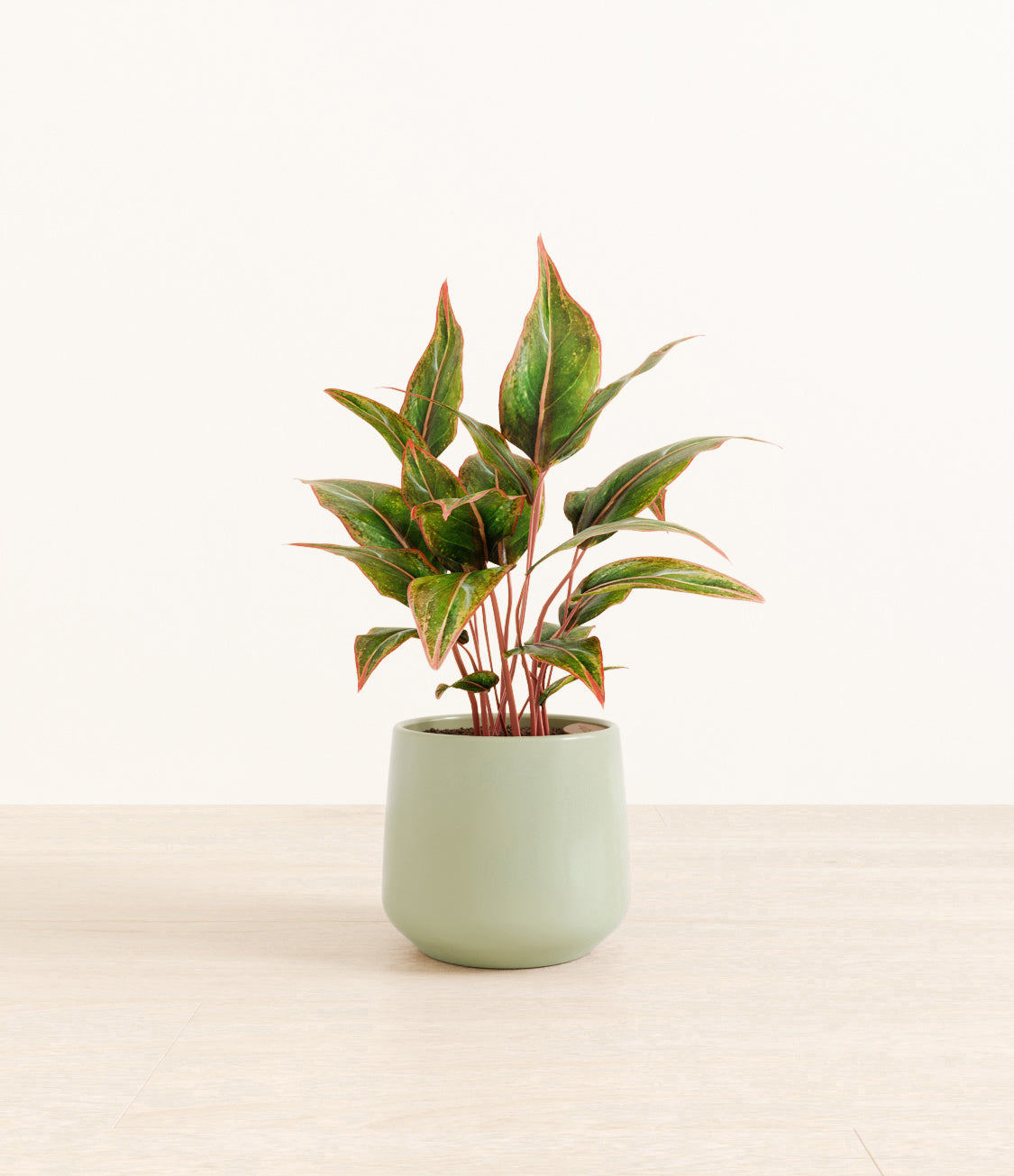 Aglaonema_Siam_amber_ocean_light.jpg