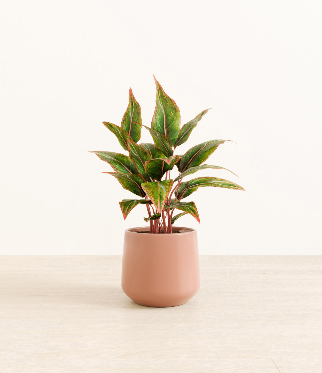 Aglaonema_Siam_amber_old_rose.jpg