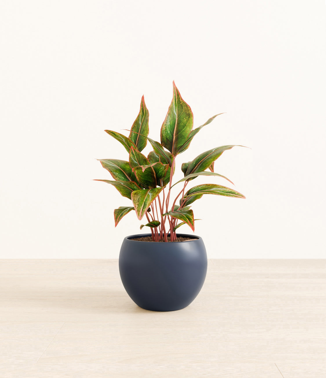 Aglaonema_Siam_monet_blue.jpg