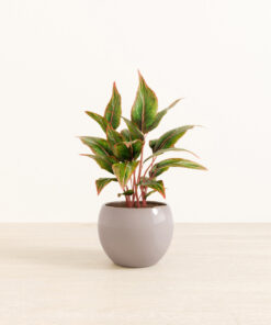 Aglaonema Siam - Medium Monet