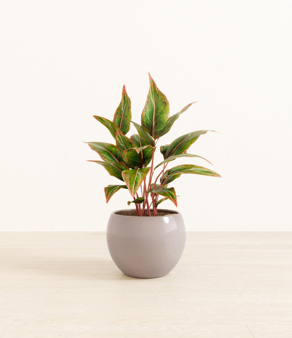Aglaonema_Siam_monet_grey.jpg