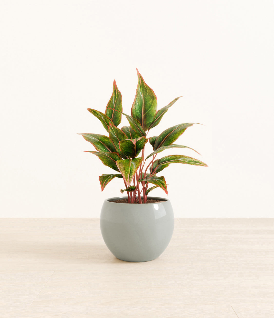 Aglaonema_Siam_monet_ocean.jpg