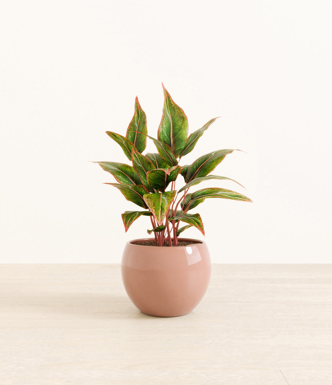 Aglaonema_Siam_monet_old_rose.jpg