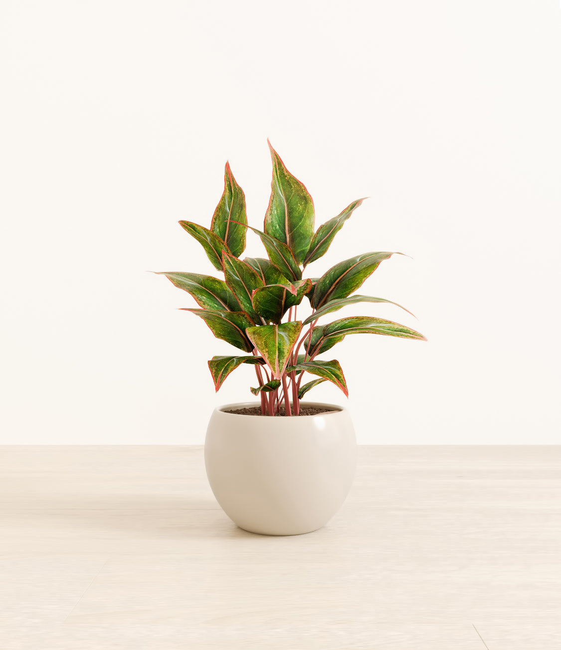 Aglaonema_Siam_monet_white_cream.jpg