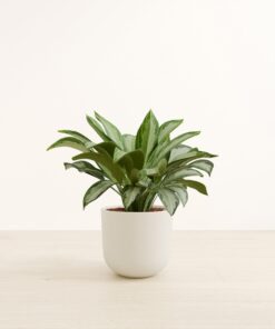 Silver Bay - Large Agatha