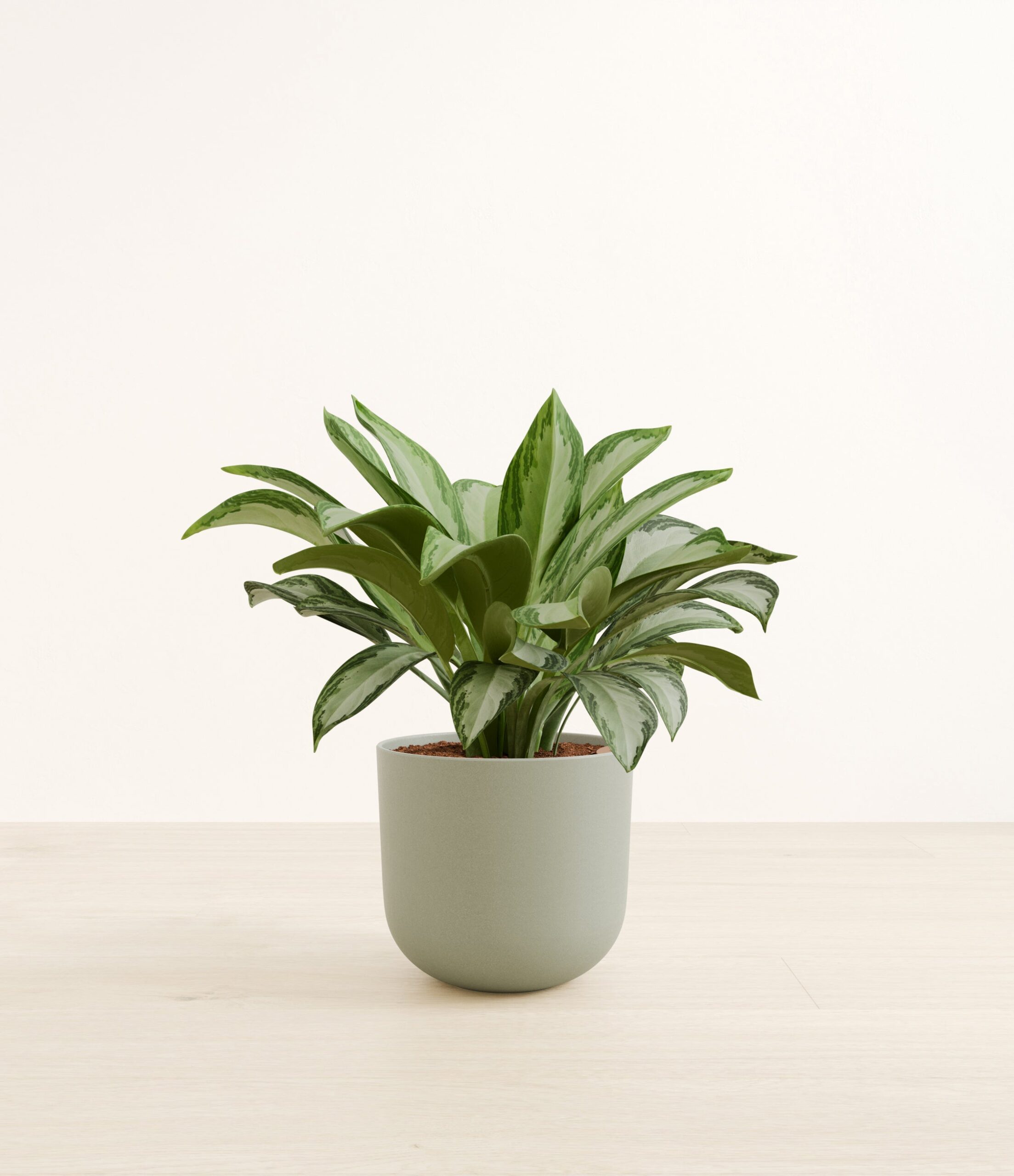 AglaonemasilverbayLarge_Sage_Green.jpg