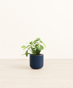 Aluminum Plant - Small Small Yoko