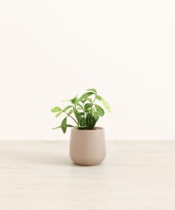 Aluminum Plant - Small Amber