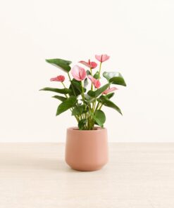 Anthurium Livium - Medium Amber