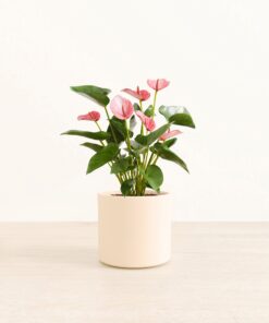 Anthurium Livium - Medium Era