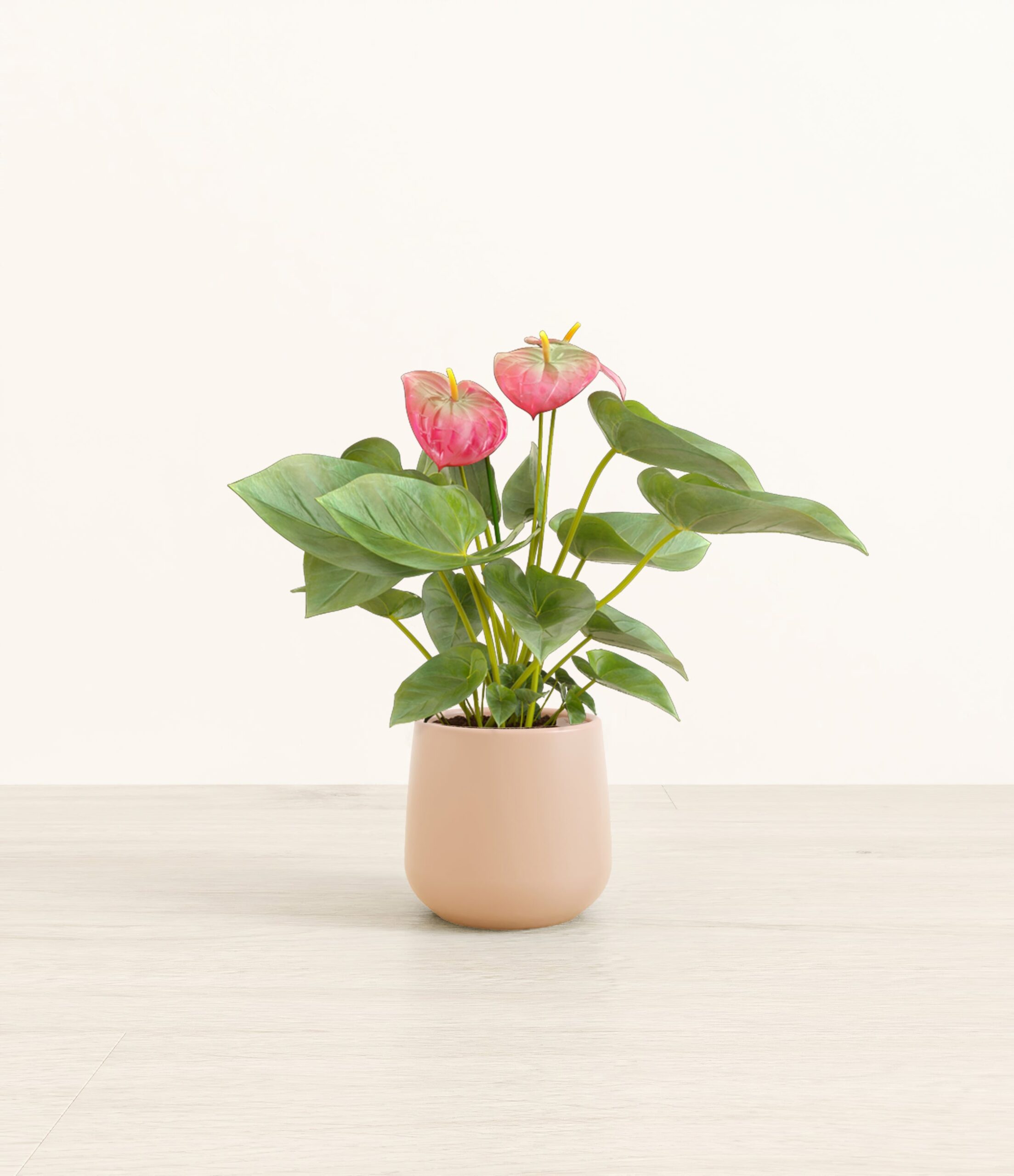AnthuriumPinkAmber_small_light_pink.jpg