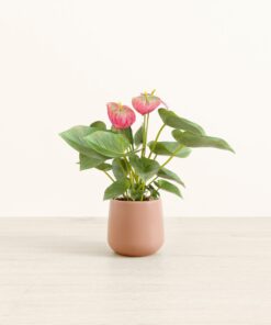 Anthurium Pink - Small Amber