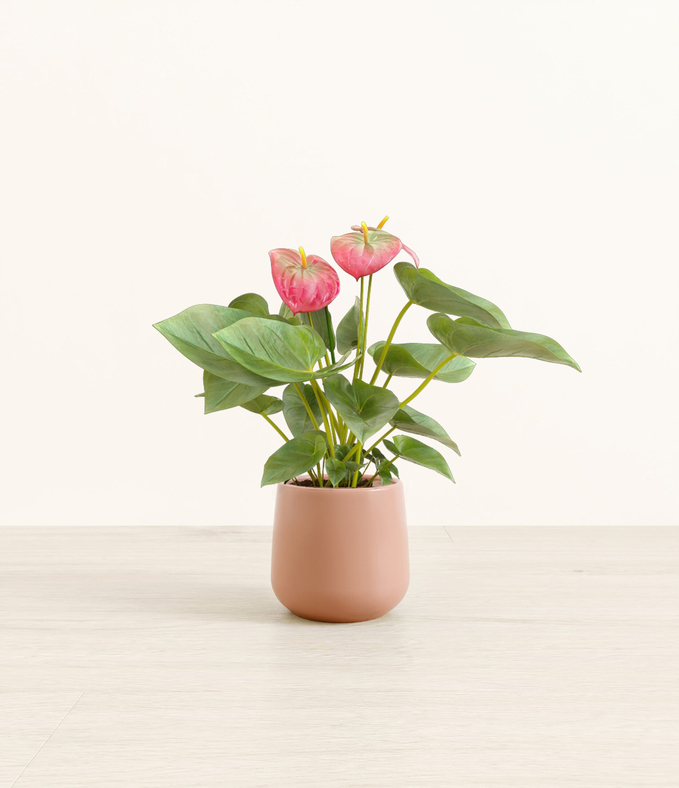 AnthuriumPinkAmber_small_old_rose.jpg