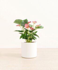 Anthurium Pink - Medium Era