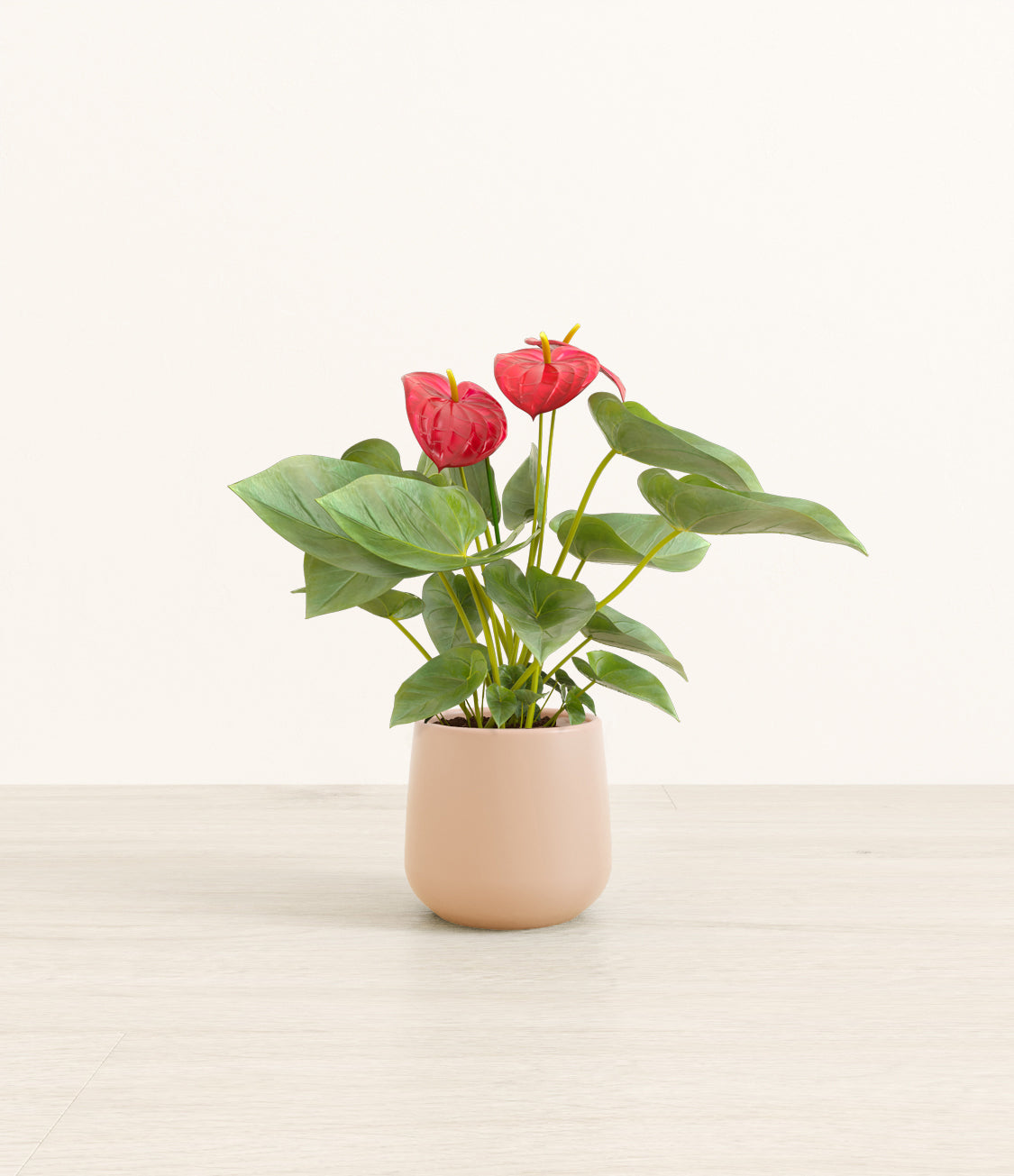AnthuriumRedAmber_small_light_pink.jpg