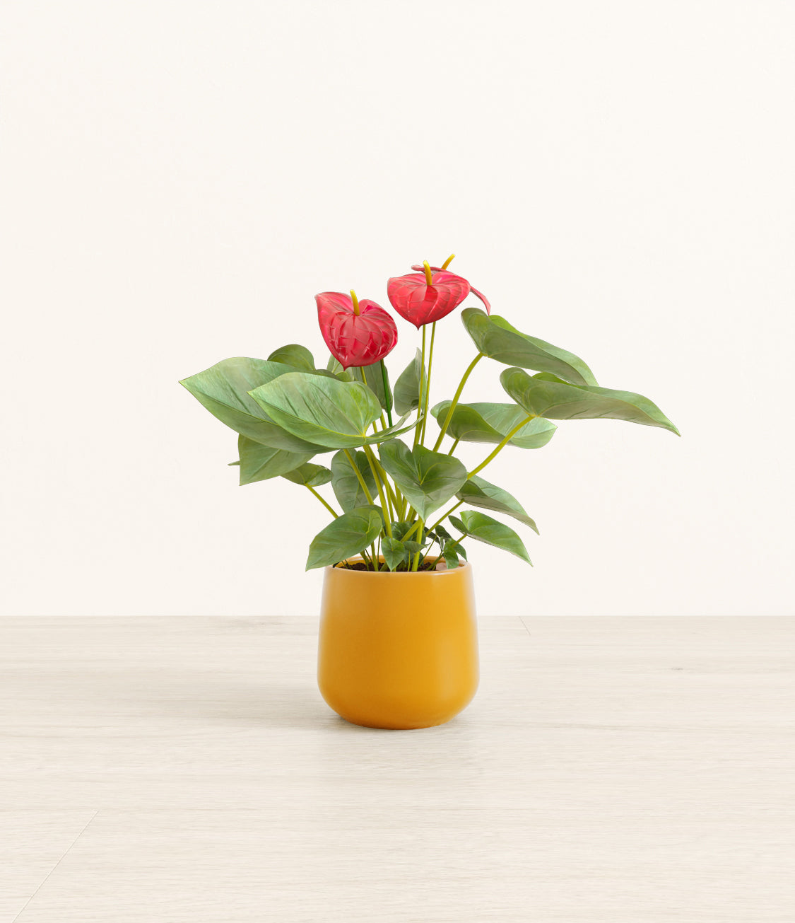 AnthuriumRedAmber_small_mustard_yellow.jpg