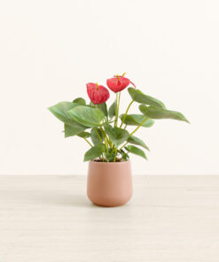 Anthurium Red - Small Amber