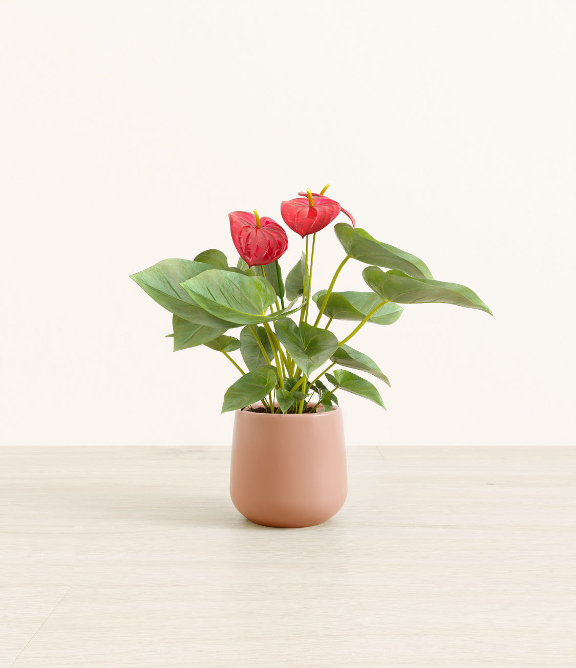AnthuriumRedAmber_small_old_rose.jpg