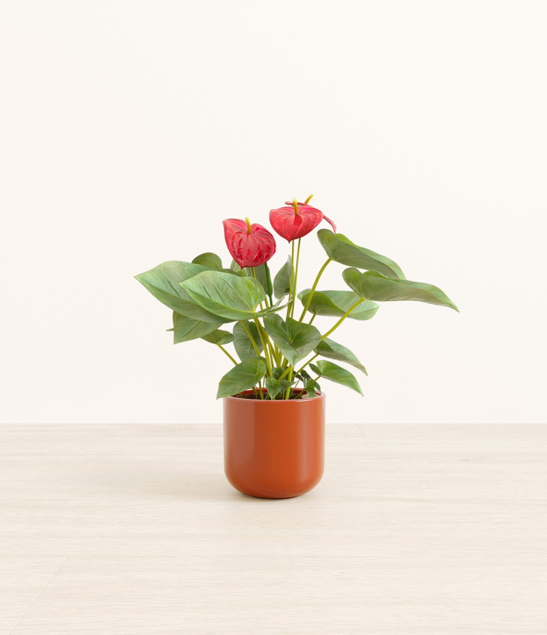 AnthuriumRedSmall_Earth_Red.jpg