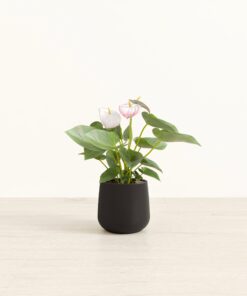 Anthurium White - Small Amber