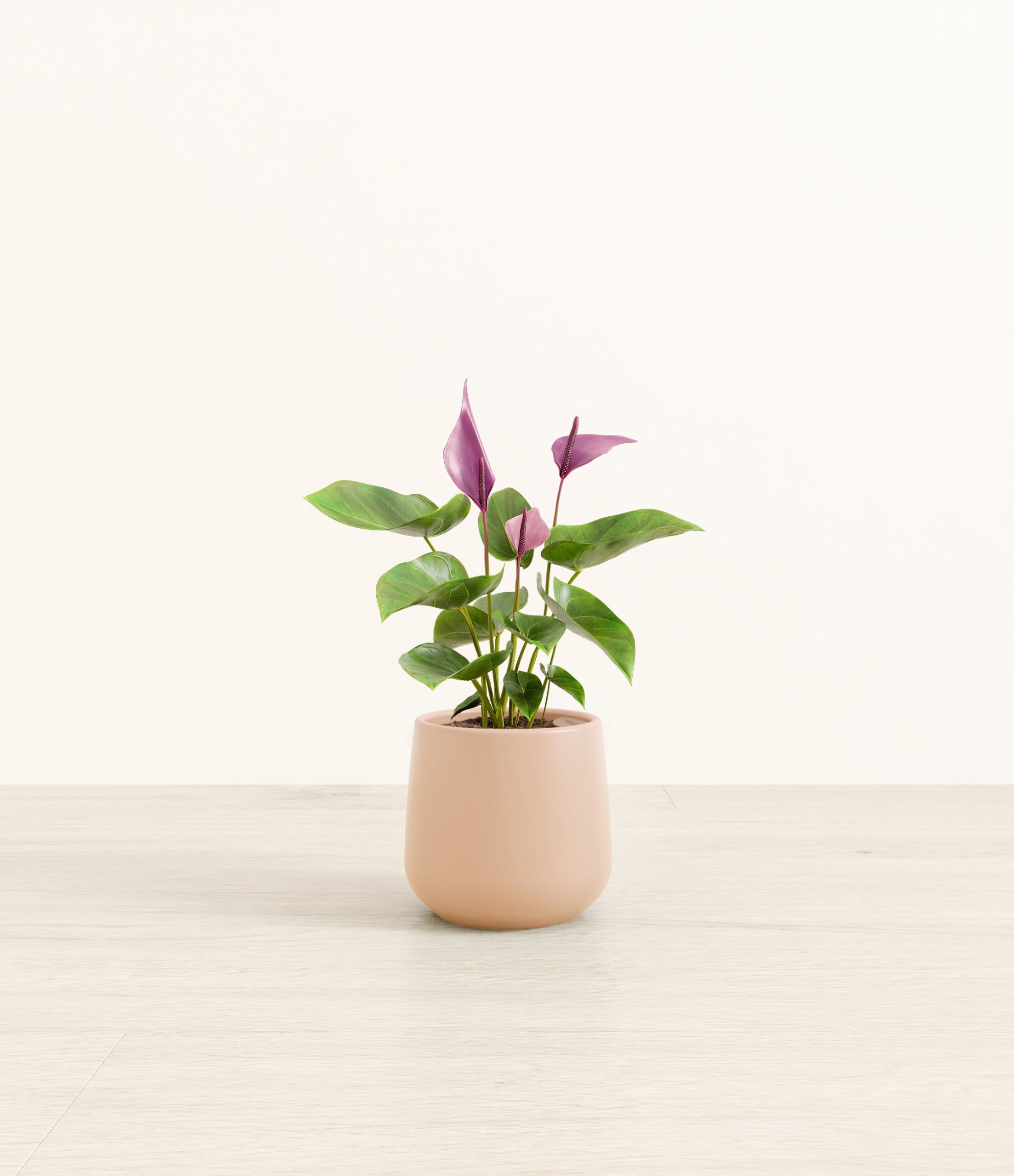 AnthuriumZizouAmber_small_light_pink_c729962f-acc9-4bf1-aec2-d75ab5073884.jpg