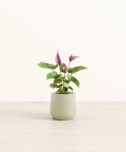 Anthurium Zizou - Small Amber