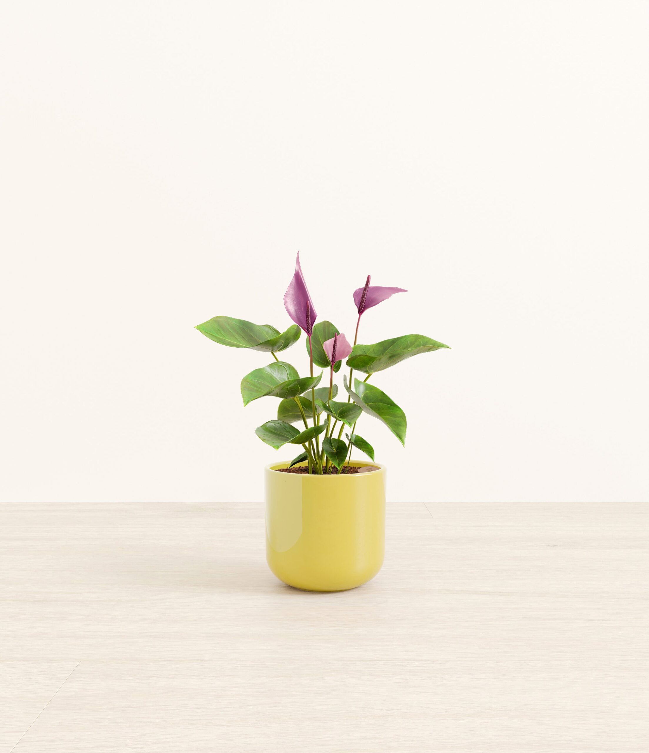 AnthuriumZizouSmall_Key-lime_Yellow_908c1780-e912-4f8d-870a-e72d559e45fb.jpg