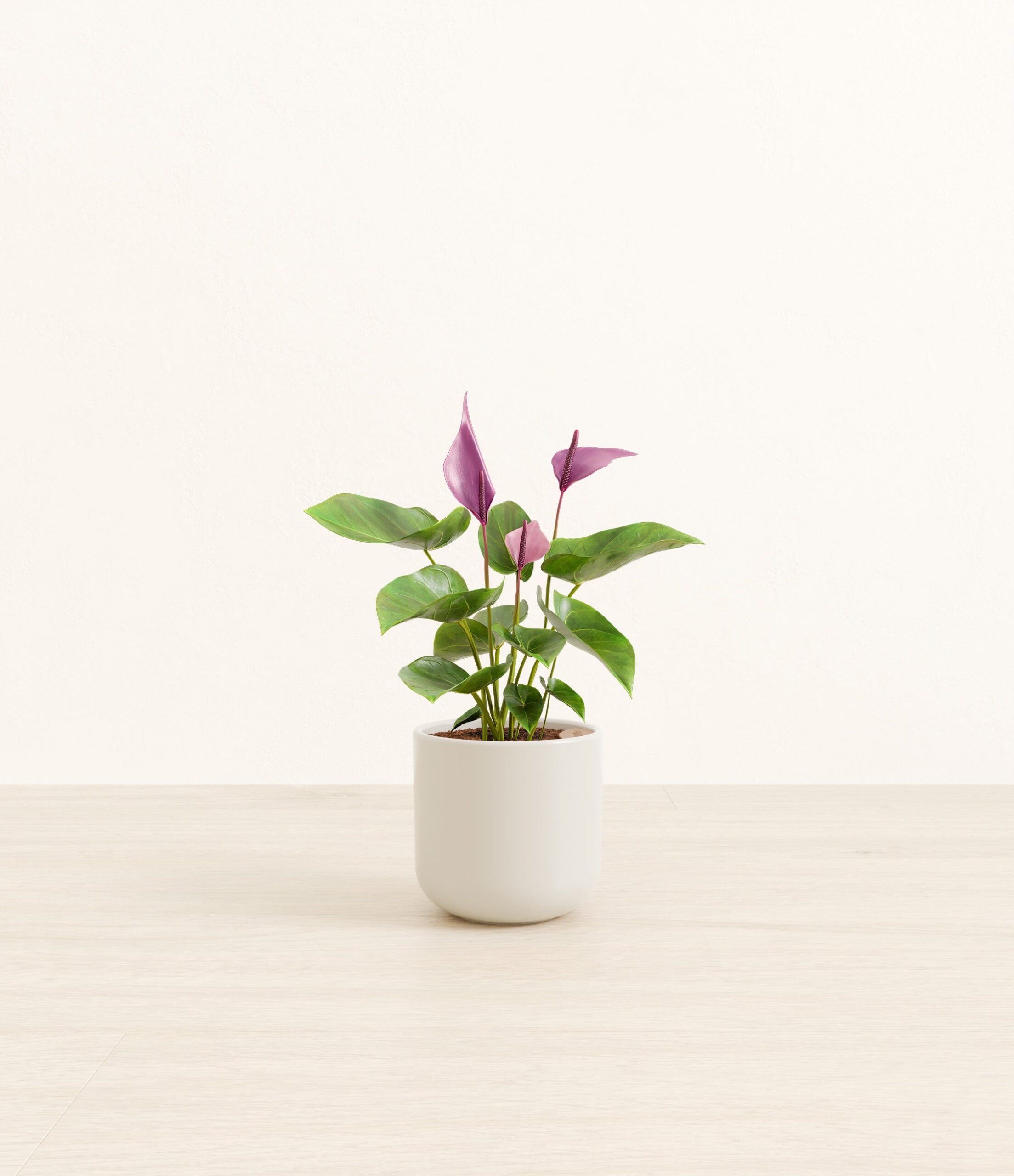 AnthuriumZizouSmall_Natural_Bamboo_776945d1-a71e-482c-a98e-038e96a1e2ca.jpg
