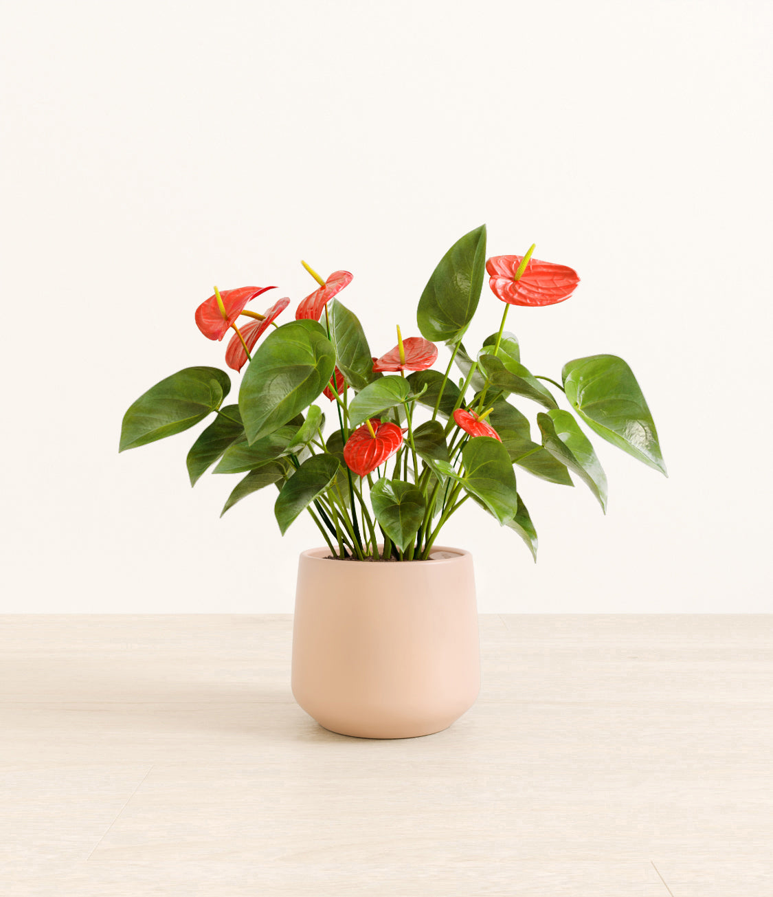 Anthurium_Amber_medium_light_pink.jpg