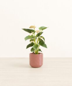 Anthurium Joli Peach - Small Small Yoko