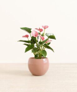 Anthurium Livium - Medium Monet