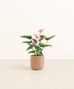 Anthurium Purple - Small Small Yoko
